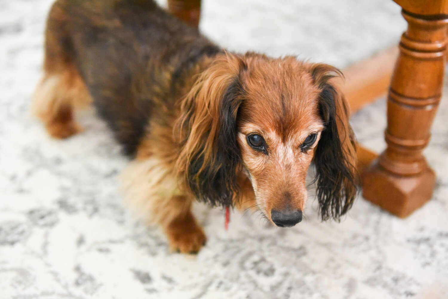 Father William Peckman’s wire-haired Dachshund, and Buddy, plays in the St. Mary Rectory in Shelbina.